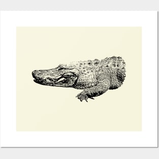 Alligator Posters and Art